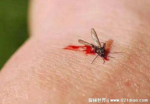 杀了一只蚊子犯法吗，不会违法(3招教你快速灭蚊)