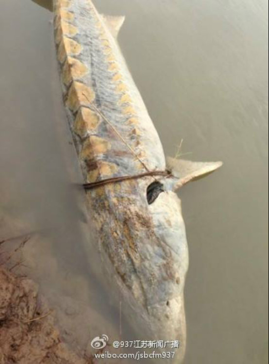 长江惊现巨型怪鱼图，长江里有什么危险生物吗