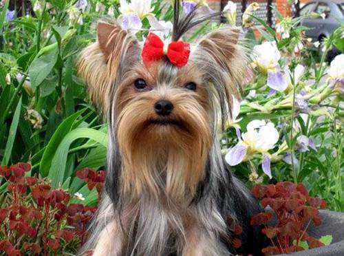 十种体型最小的狗狗排名