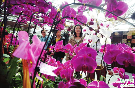 刚买的花换盆土很湿还用浇水吗 花市买花为什么养不活2