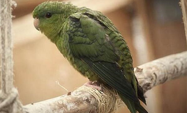 横斑鹦鹉是国家保护动物吗?不能私自售卖和饲养