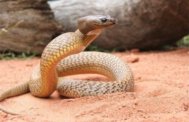 世界上最稀有的6种稀有蛇 世界上最稀有的蛇排名