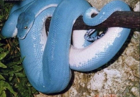 世界上最稀有的6种稀有蛇 世界上最稀有的蛇排名