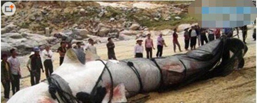 世界上最大的哲罗鲑长达15米