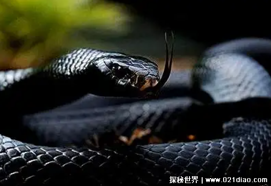 世界第一毒蛇排名，贝尔彻海蛇毒性最强(生活在海底的一种毒蛇)