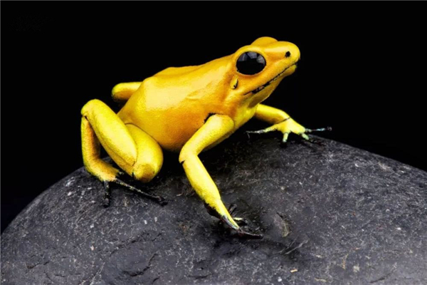 金色箭毒蛙：颜色明亮的一种蛙（毒性极强很是恐怖）