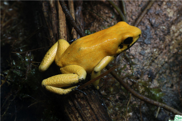 金色箭毒蛙：颜色明亮的一种蛙（毒性极强很是恐怖）