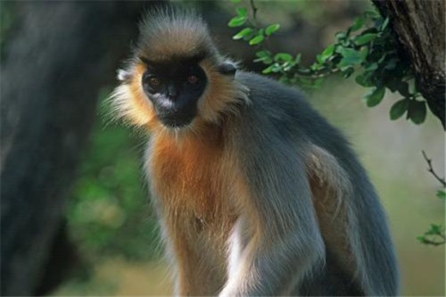 戴帽叶猴 一种分布在印度缅甸地区的生物中国也有