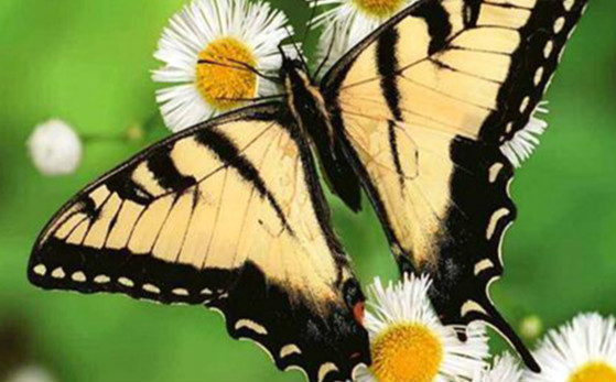 蝴蝶是什么动物类型 它是一种美丽的昆虫