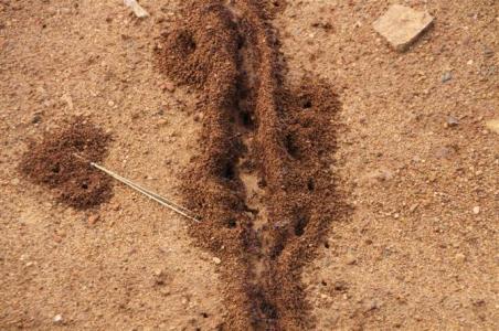 非洲黑刺大腭蚁吃大象图片，食蚁兽能吃黑刺大腭蚁吗？