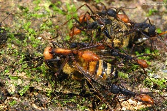 非洲黑刺大腭蚁吃大象图片，食蚁兽能吃黑刺大腭蚁吗？