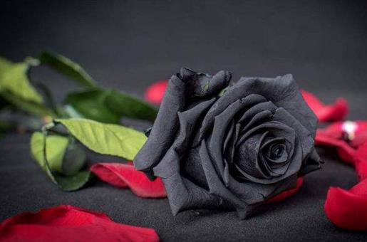 世界上最罕见的花，土耳其哈尔费蒂黑玫瑰你一辈子都不曾见过