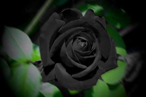 世界上最罕见的花，土耳其哈尔费蒂黑玫瑰你一辈子都不曾见过