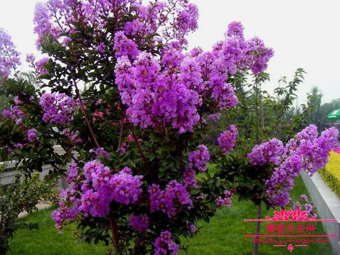 紫薇树为什么会怕痒？紫薇树为什么没有树皮？