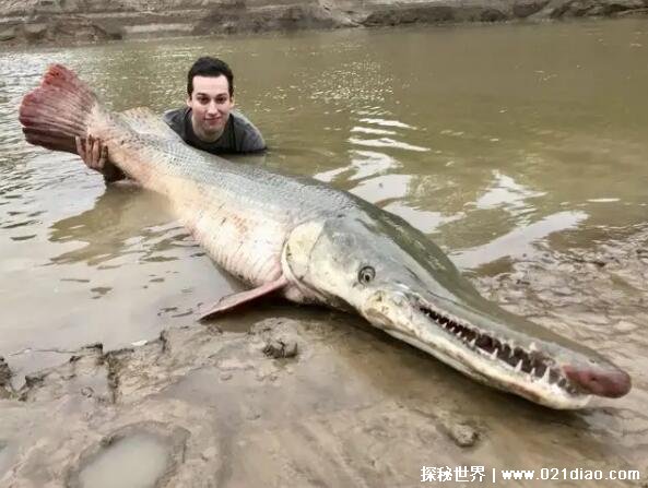 鳄雀鳝有多可怕能吃吗，水中生物都会沦为它的食物(能吃不好吃)