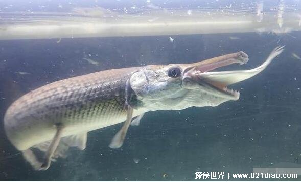 鳄雀鳝有多可怕能吃吗，水中生物都会沦为它的食物(能吃不好吃)