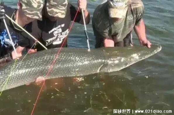 鳄雀鳝有多可怕能吃吗，水中生物都会沦为它的食物(能吃不好吃)