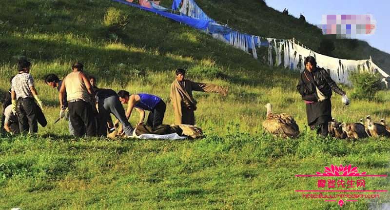 秃鹫的寿命能活多长时间？记者记录天葬秃鹫吃人仪式图片