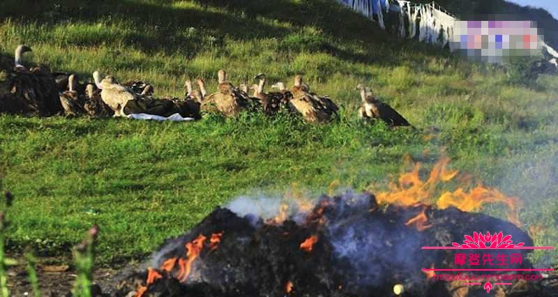秃鹫的寿命能活多长时间？记者记录天葬秃鹫吃人仪式图片