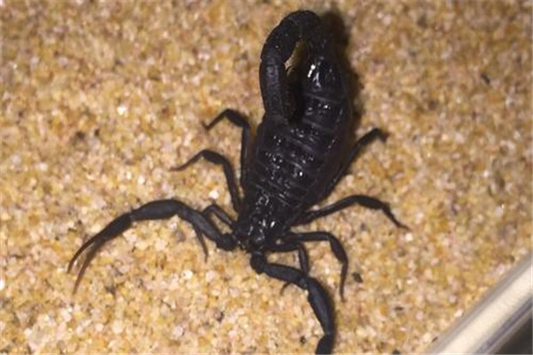 伊朗黑尾鳄背蝎介绍：通体黑色（生活在沙漠地区）