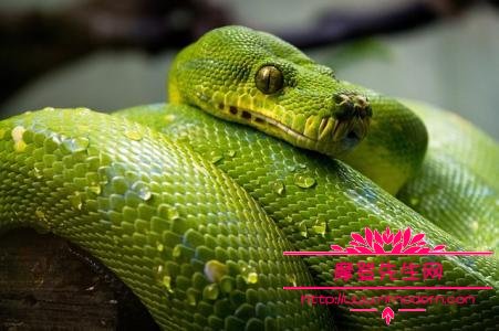 蟒蛇伸直睡觉吃主人图，适合做宠物的蟒蛇品种有哪些