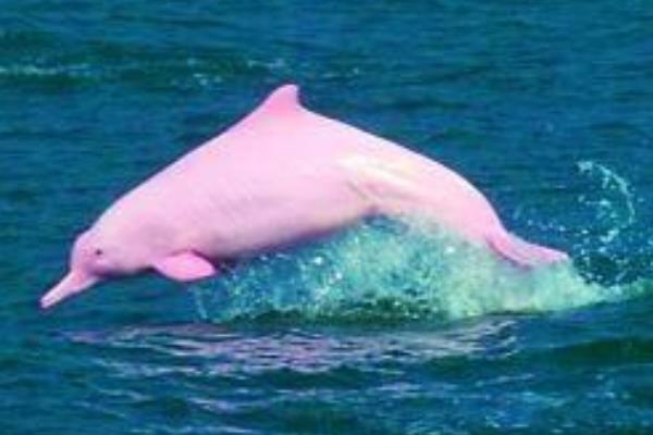 中华白海豚:既像鲸又像海豚(成年后会变为粉红色)