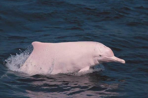 中华白海豚:既像鲸又像海豚(成年后会变为粉红色)