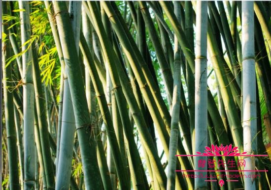 哪一种竹子不长在土里？竹子属于草还是树