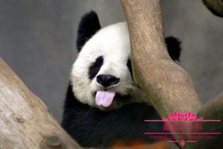 熊猫除了吃竹子还吃什么？大熊猫是不是只有中国才有的一种动物？