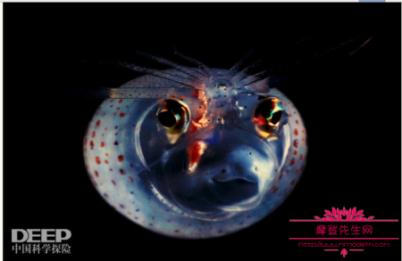 深海的最底层未知生物图片，世界上发现未知生物的视频