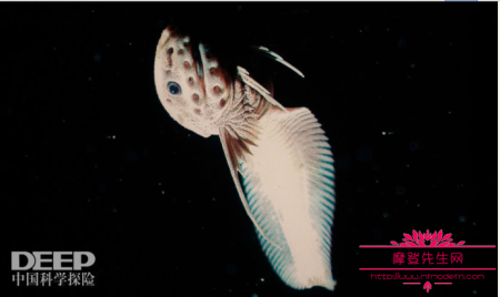 深海的最底层未知生物图片，世界上发现未知生物的视频