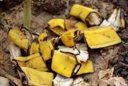 香蕉皮怎么做花的肥料：香蕉皮切碎发酵做液肥(也可做堆肥)