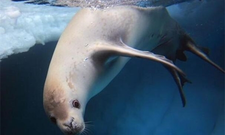 锯齿海豹：世界数量最多海豹，85%身上有伤(虎鲸侵袭)