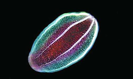 地球上最早的生物栉水母 长相如外星生物 动物生命树基底的第一个动物