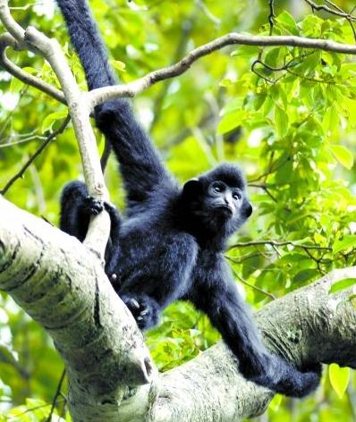 海南黑冠长臂猿：人类最孤独的近亲 世界最孤独的长臂猿仅剩27只