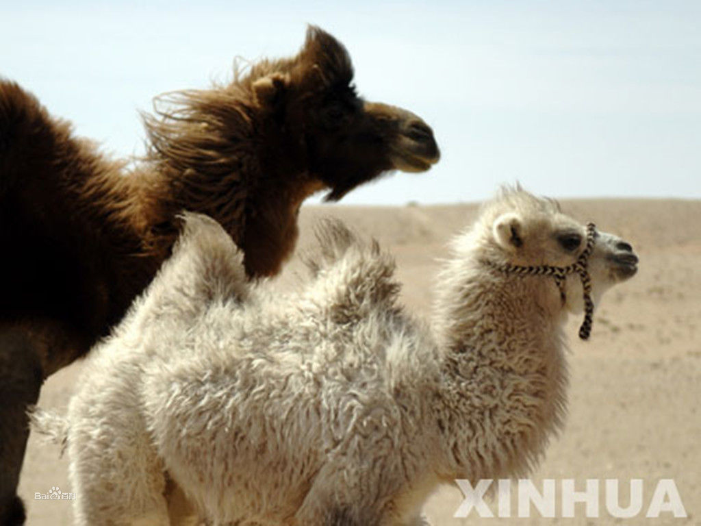 骆驼为什么可以在沙漠中行走自如？鬼吹灯里面的白骆驼是怎么回事