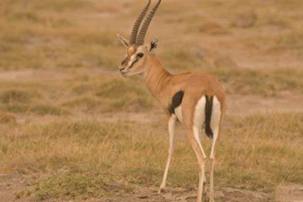 汤姆森瞪羚:一种非洲最有名的小型羚羊(长有黑白条纹)