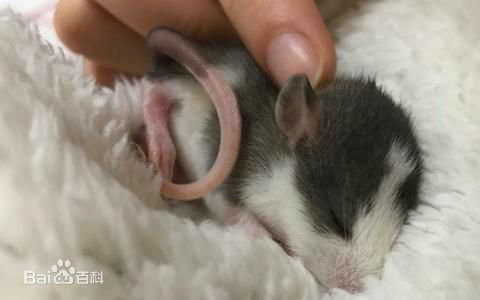 花枝鼠有狂犬病毒吗？花枝鼠是小白鼠还是仓鼠？