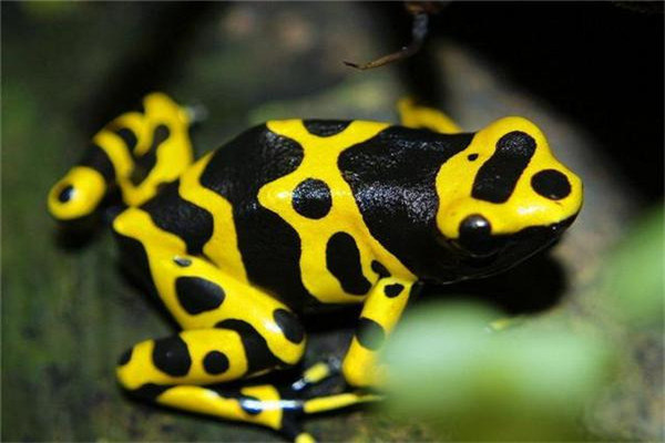 世界上最毒的青蛙是什么：黄金箭毒蛙（通身呈金色）