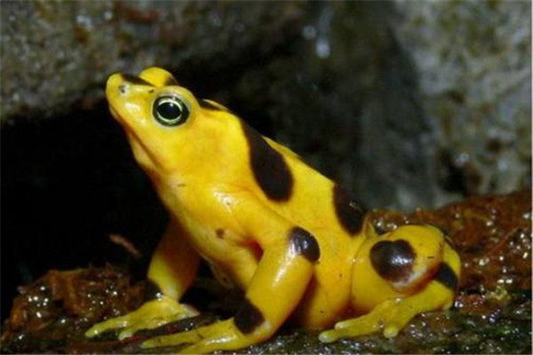 世界上最毒的青蛙是什么：黄金箭毒蛙（通身呈金色）