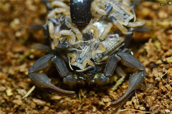 刚果红鳄背蝎介绍：不适合养殖的蝎子（毒性较强）