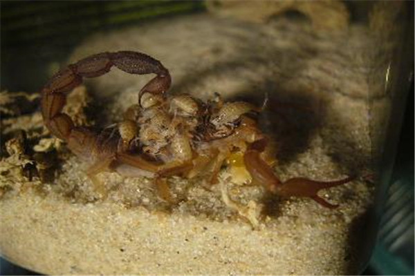 刚果红鳄背蝎介绍：不适合养殖的蝎子（毒性较强）