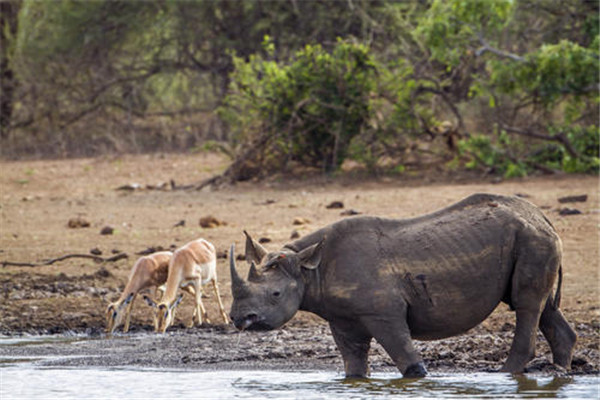 西部黑犀：以非洲为原产地（因遭到捕杀灭绝）