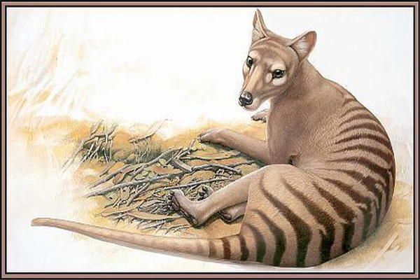 袋狼：又名塔斯马尼亚虎（现已灭绝的独特动物）