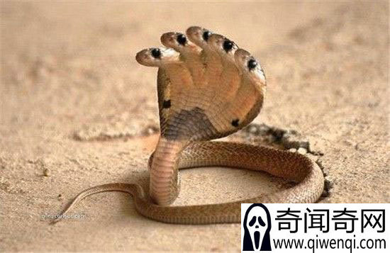 最恐怖的神秘动物:神庙惊现五头蛇