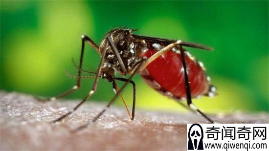 全球最致命动物杀手：蚊子钟情A型血女人