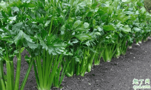 芹菜密集种植有什么好处 芹菜先育苗后移栽的方法1