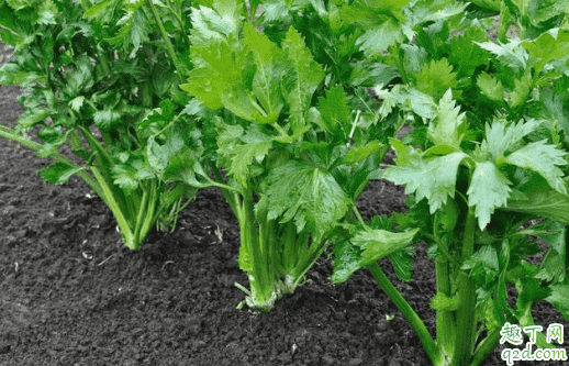 芹菜密集种植有什么好处 芹菜先育苗后移栽的方法2