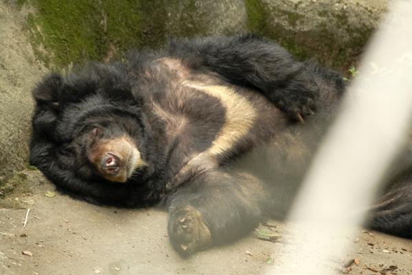 台湾黑熊:一种喜欢筑巢的黑熊(胸前长有新月状白斑)