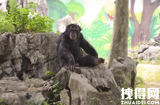 南宁动物园回应动物“不正经” 为什么南宁动物园的动物都会自己整活儿了